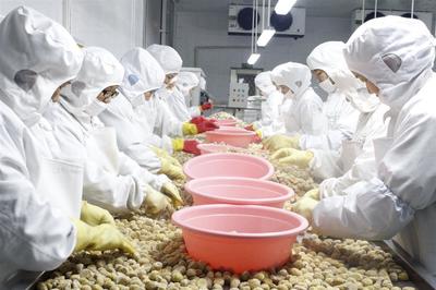 湖北省羅田縣 新上9條自動化生產(chǎn)線，推動板栗向休閑食品轉(zhuǎn)型升級